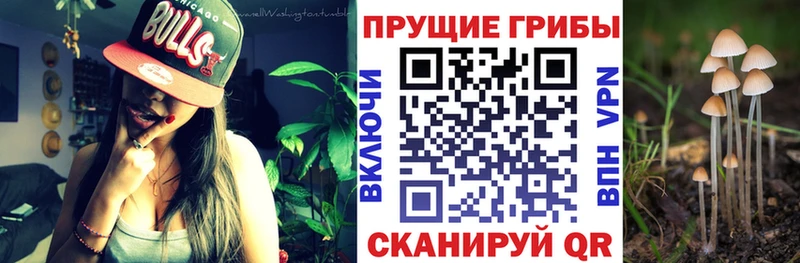 купить закладку  darknet клад  Галлюциногенные грибы Cubensis  Камышлов 